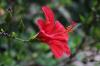 Plantering av hibiskus: plats, tid och tillvägagångssätt