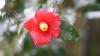 Pleje af camellia: eksperttips til ideel pleje