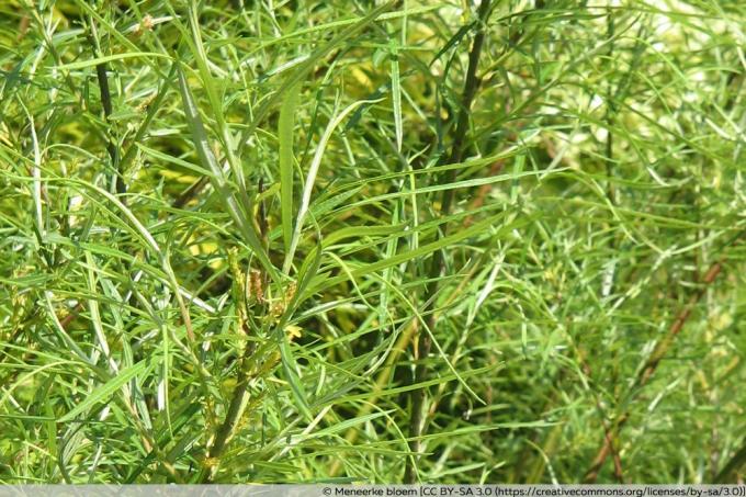 Saule au romarin - Salix rosmarinifolia