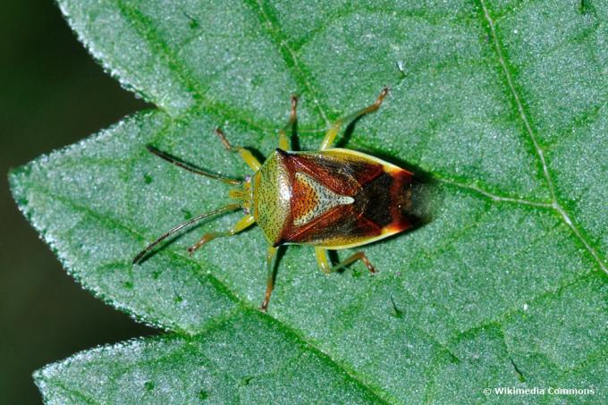 Colorful leaf bug