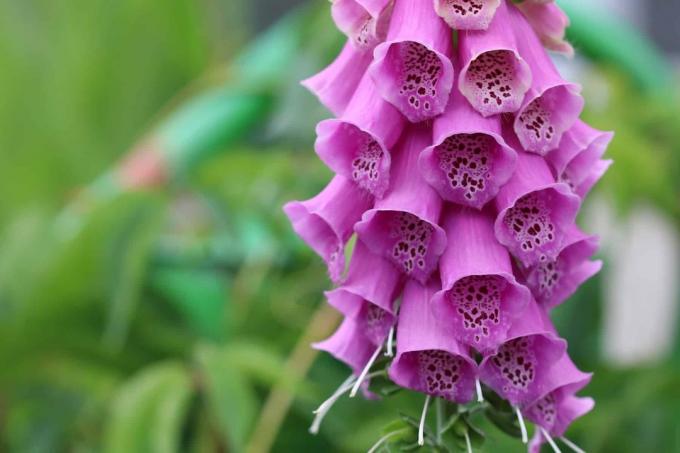 Bunga Taman Beracun - Foxglove (Digitalis)
