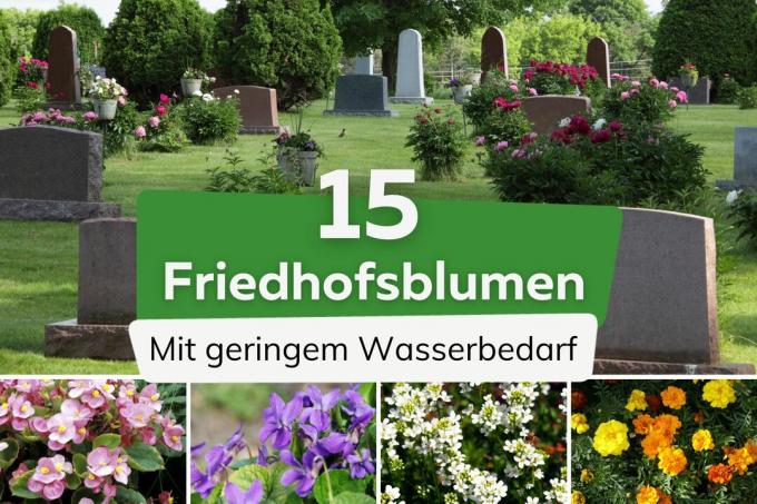 15 цветя за гробището за малко вода