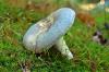 Identify fungi in the garden & treat causes