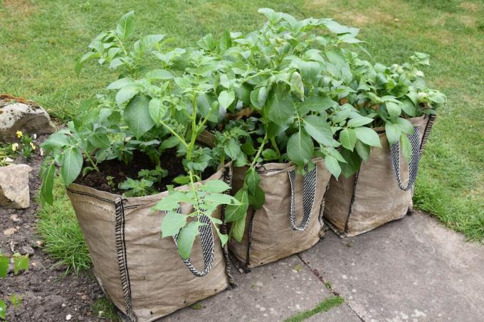 Augi kartupeļu maisos