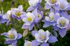 Columbine » Büyük anlamı olan küçük bir çiçek