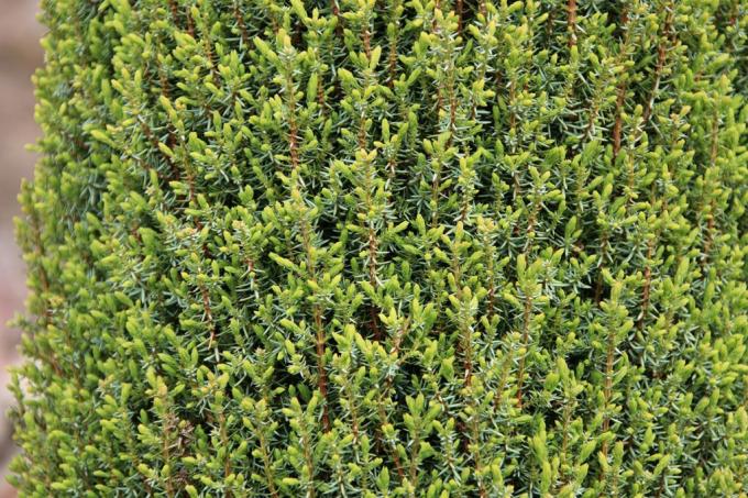 Jałowiec pospolity (Juniperus communis), korzeń palowy