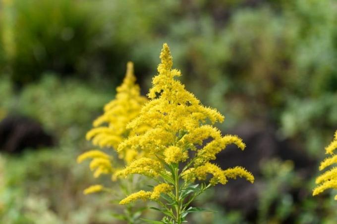 Verge d'or canadienne, fleur de prairie jaune