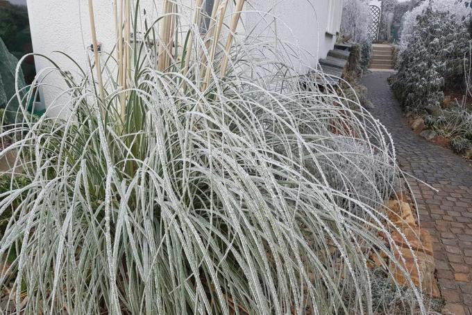 Pampas gräs täckt med frost på vintern