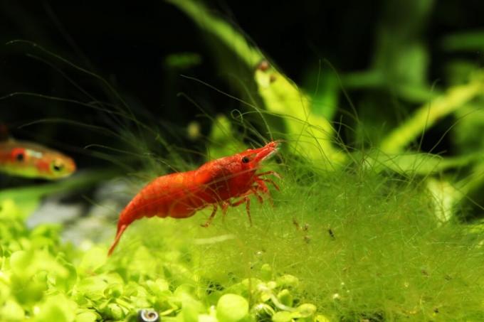 shrimp-against-algae-in-the-pond