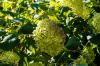 Hydrangea memiliki bunga coklat setelah embun beku » Apa yang harus dilakukan?