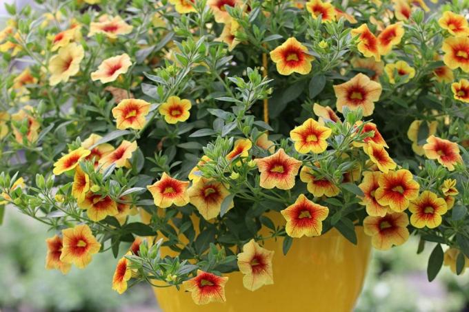 Varázsharangok (Calibrachoa), nyári virágok