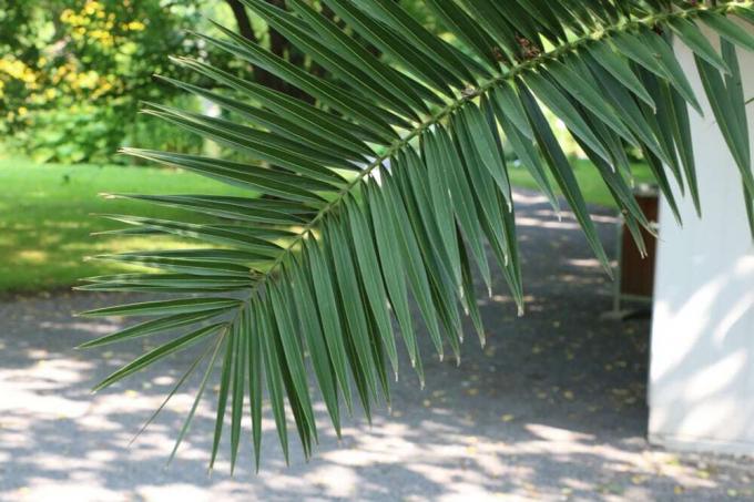 Фінікова пальма Канарських островів - Phoenix canariensis