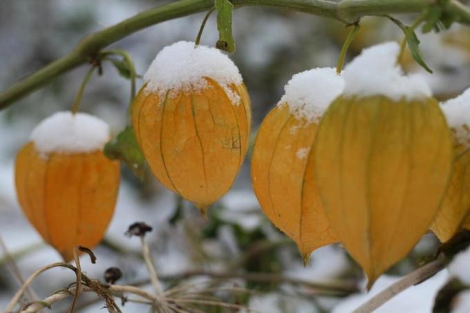 Physalis with snow
