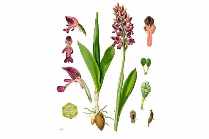 Orchis militaris - Касковидна орхидея