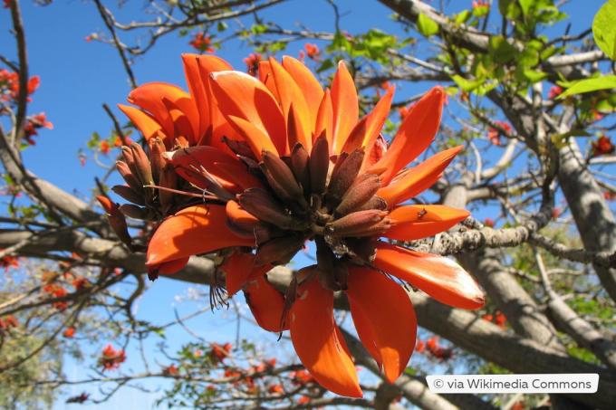 Arbusto di corallo sudafricano (Erythrina caffra)
