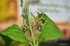 Orugas en el manzano: luchando contra la polilla araña de la manzana