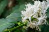 Kaffeväxt: Växter, plats och blomning