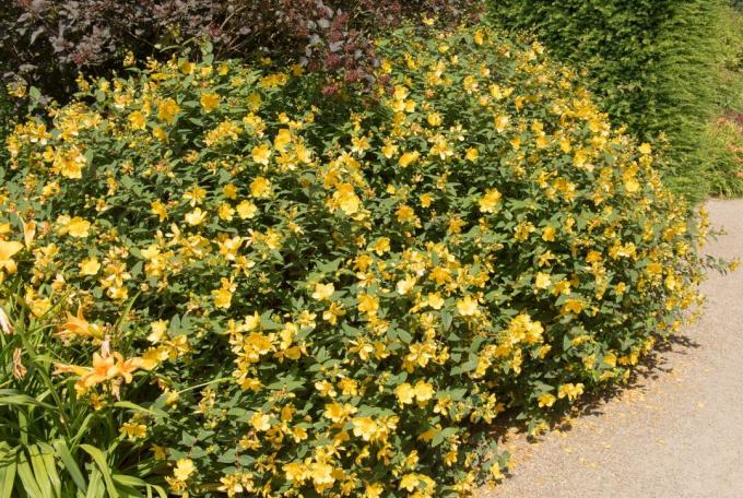 Sarı çiçekli uzun St. John's wort