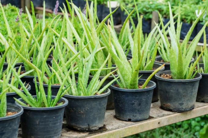 Aloe vera-formering