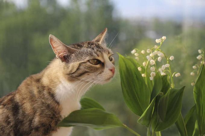 Kočka jedovatě očichává konvalinku