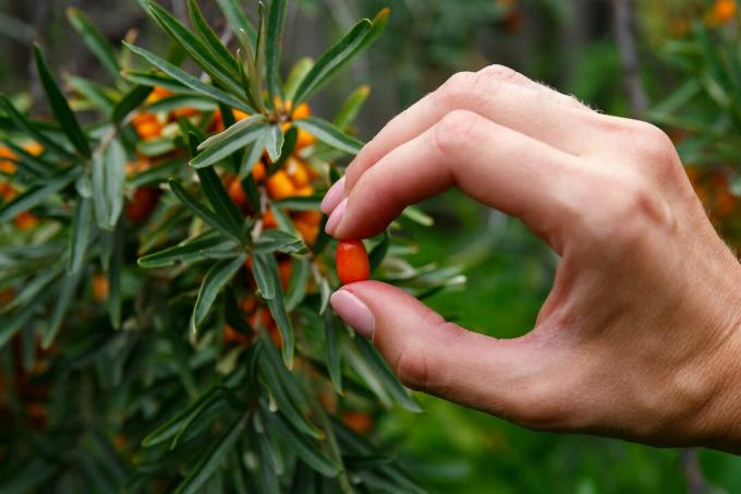 Raccolta dei frutti dell'olivello spinoso
