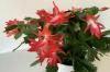 Propagate, cut and repot the Christmas cactus