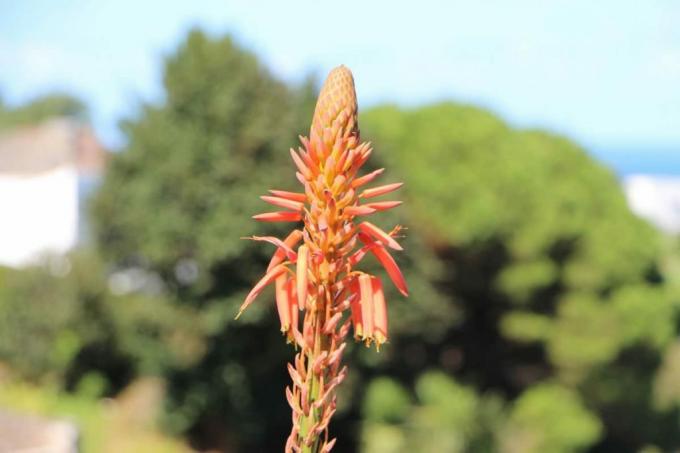 Aloe vera çiçeği