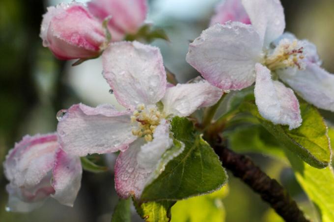 apple blossom frost