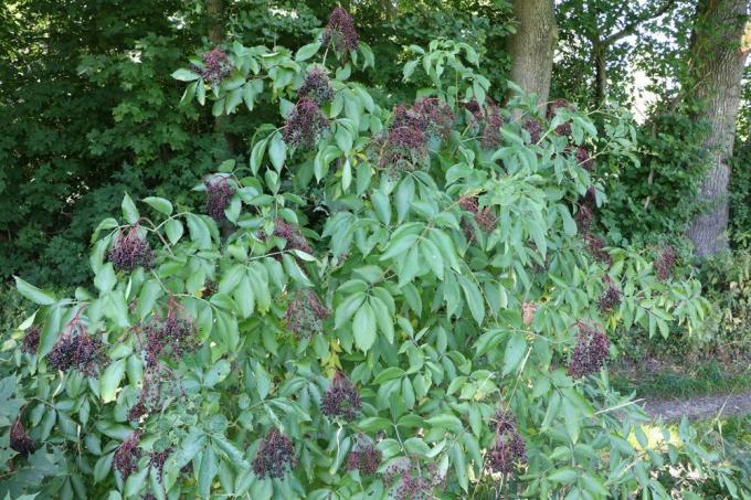 Sambucus nigra, svart fläder, syren, vild buske