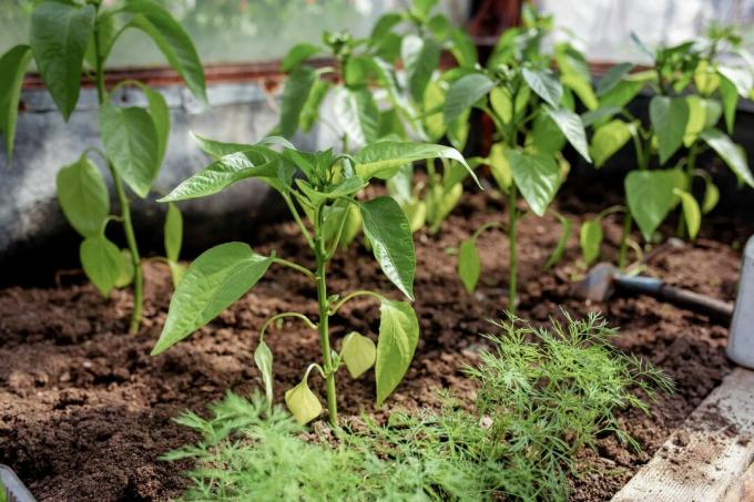 Chilli rostliny ve skleníku