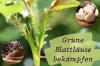 Bekjempelse av grønne bladlus: 18 hjemmemedisiner mot lus