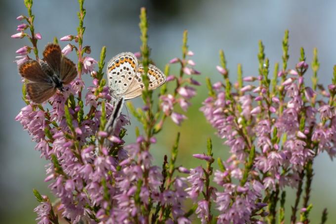 Butterflies on heather