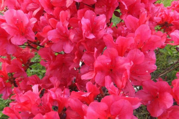 Rhododendron à fleurs roses