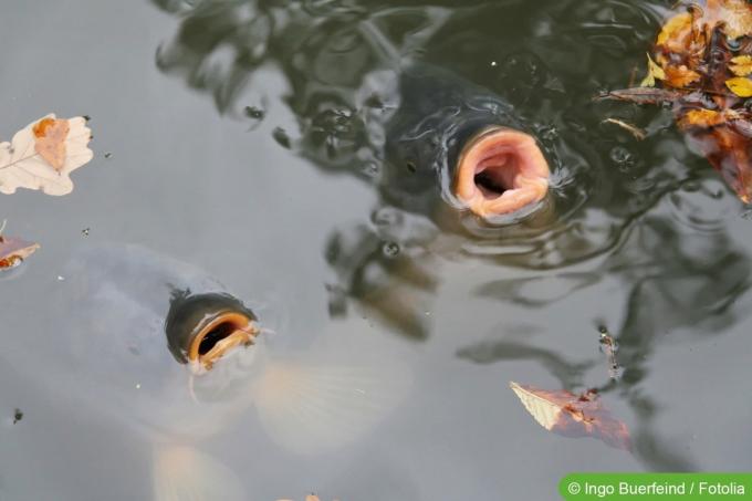 Τα ψάρια (κυπρίνος) λαχανιάζουν αέρα στην επιφάνεια της λίμνης