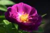 보라색 장미: 가장 아름다운 보라색 장미 품종 5가지