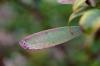 Penyakit daun telinga pada azalea