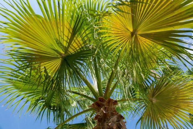 Blommande palmväxt