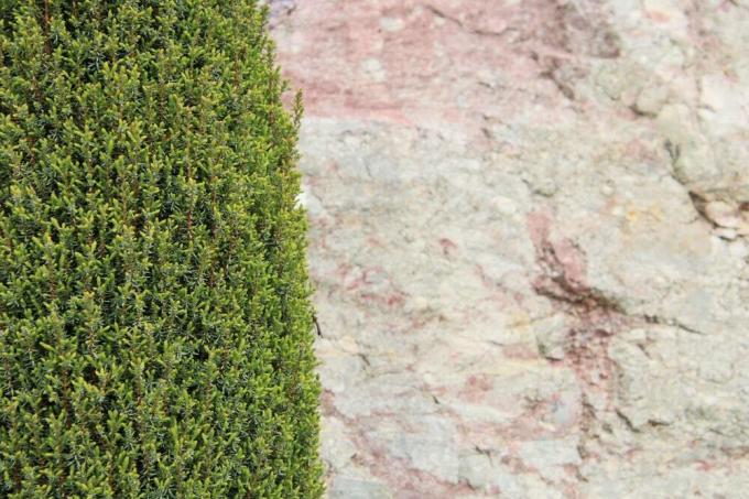 Можжевельник - Juniperus communis