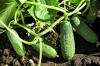 Uborka ültetése: termesztés, gondozás és tárolás