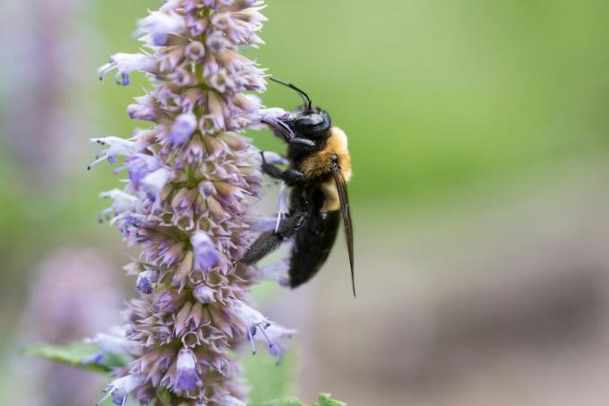 Пчела върху лилав цвят от исоп
