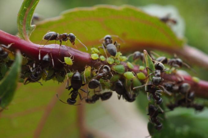 mravlje na ribezovih grmih