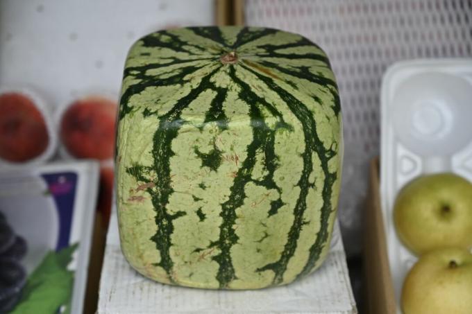 vierkante watermeloen