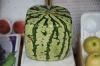 Square watermelon: a curiosity of Japan