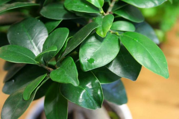 Ficus Ginseng este o plantă decorativă, exotică