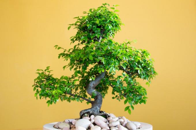 chinese-elm-care
