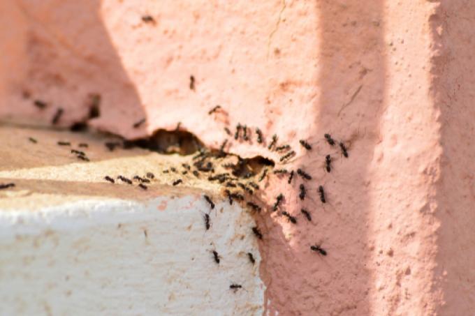 kotihoidot-muurahaisia ​​vastaan