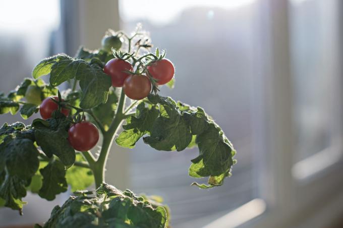 עגבניה חורפית על אדן החלון