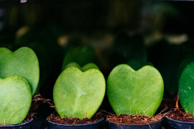 Srdeční listová rostlina