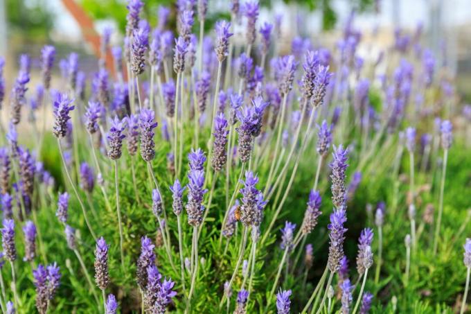 Tooth lavender grows in the Mediterranean garden