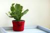 Maintain, repot & multiply the Easter cactus